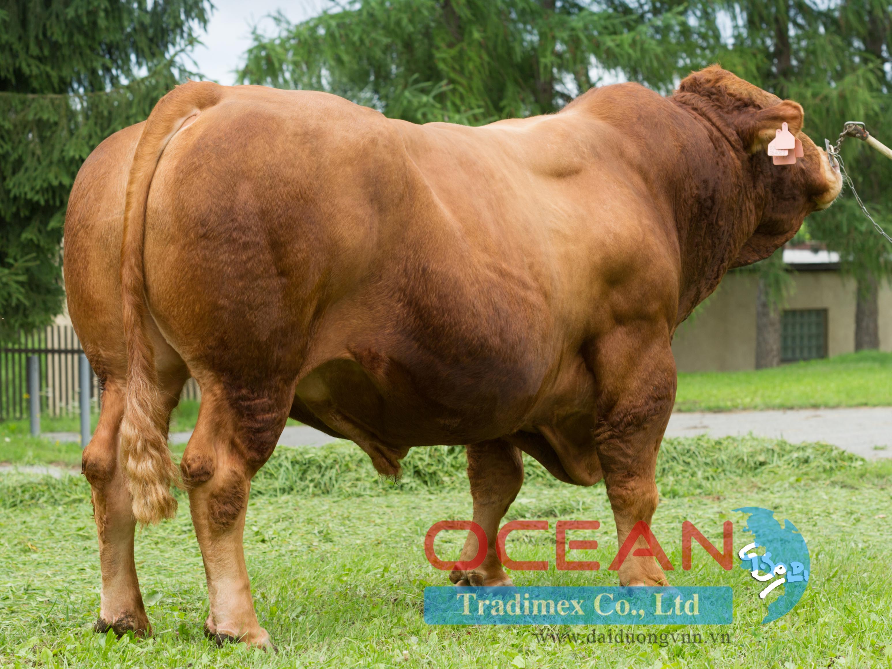 Tên đực giống: VIGNY V